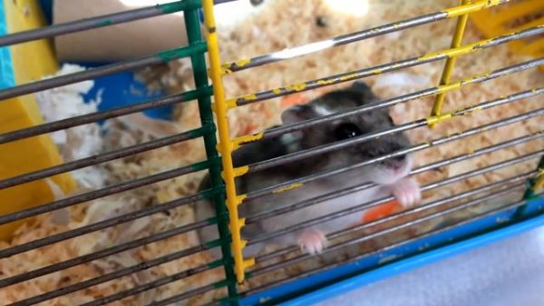 Утро джунгарских хомяков. Хомки кушают.