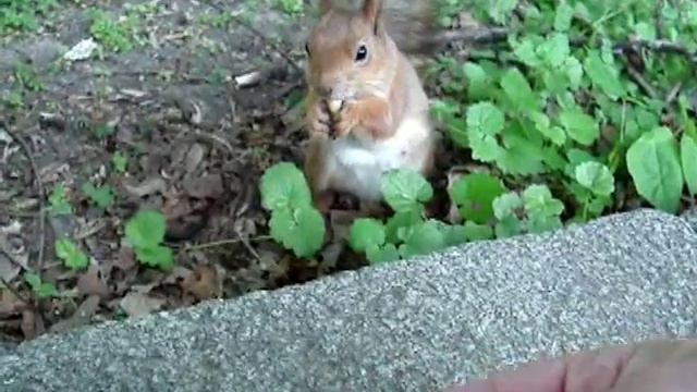 Белки (рыжие подружки) - 2 смотреть онлайн