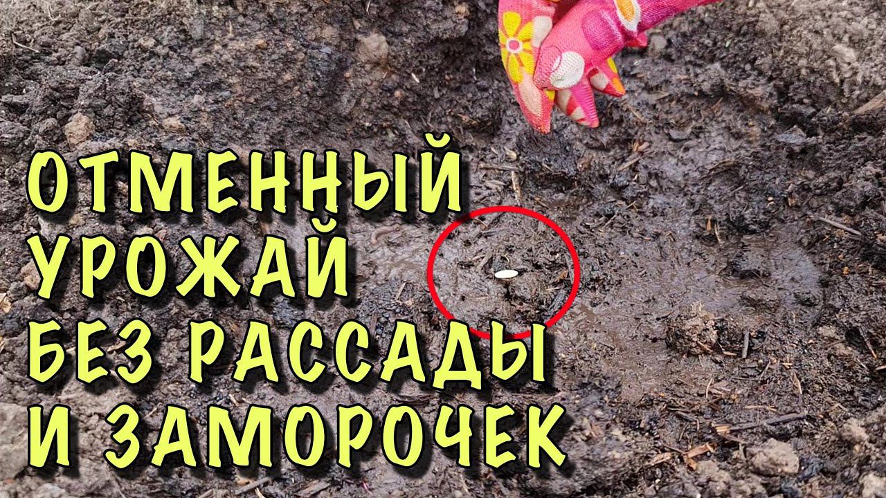 ТЕРПЕТЬ НЕ МОГУ РАССАДУ! СЕЮ ОГУРЦЫ сразу НА ПОСТОЯННОЕ МЕСТО. Всё ОЧЕНЬ ПРОСТО и урожай ОТМЕННЫЙ! смотреть онлайн