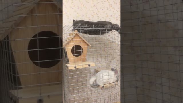Шиншилла и кошка «Недоступная» смотреть онлайн