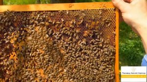 КАК ПРЕДОТВРАТИТЬ РОЕНИЕ ПЧЕЛ