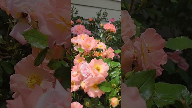 Peach Drift Rose смотреть онлайн