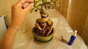 Адениум! Почему теряет упругость?