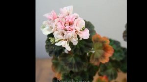 217.Ambrose 2018  앰브로즈 Pelargonium