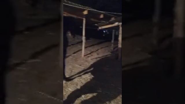 Бешкент Лото смотреть онлайн