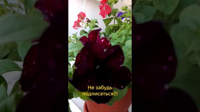 Петунии на балконе смотреть онлайн