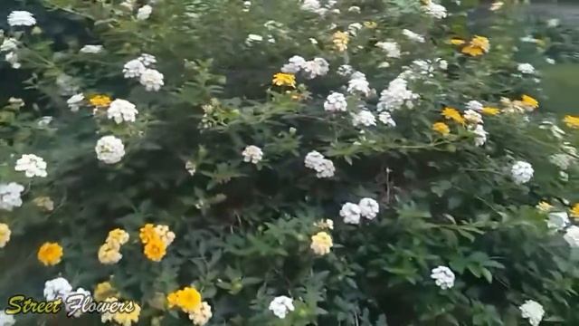 Lantana flower ornamental plant - Lantana Camara смотреть онлайн