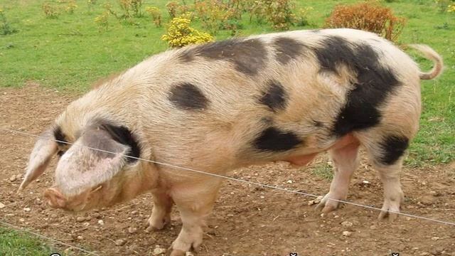 Свинья — описание и характеристики