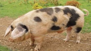 Свинья — описание и характеристики