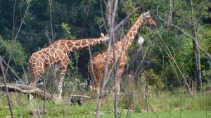 Ритм африканских там-тамов. Звуки африканского барабана