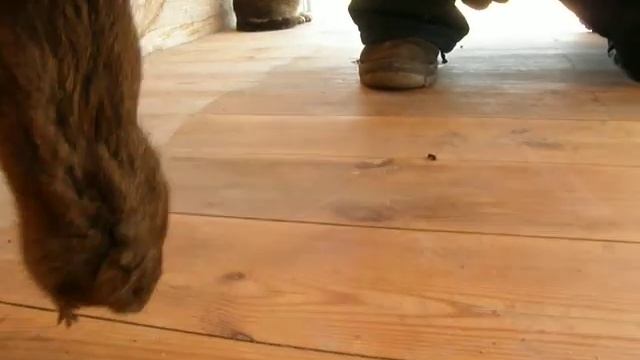 07.05.2017 На даче огромная мышь? смотреть онлайн