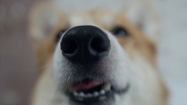 Признаки и симптомы отравления у собаки ➠ Советы ветеринара смотреть онлайн