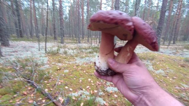 Белые грибы в красивом осеннем лесу..mkv смотреть онлайн