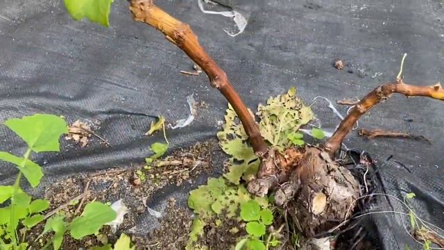 Как улучшить вызревание лозы на прививке и на кустах винограда. смотреть онлайн