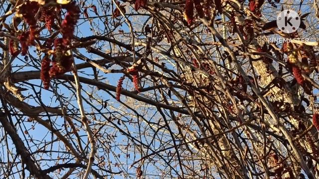 Кристина Мотиватор.Говорит,что мама Нина прямо как Стив.В смысле - никому не помогает? смотреть онлайн