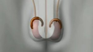 Анатомия Человека   Мужские половые органы