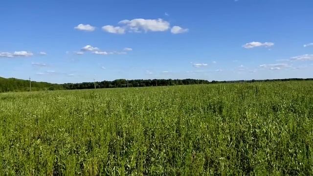 Колесниковы//Продавать больше нечего// Живот перейдет к Анжелке// Обзор видео//