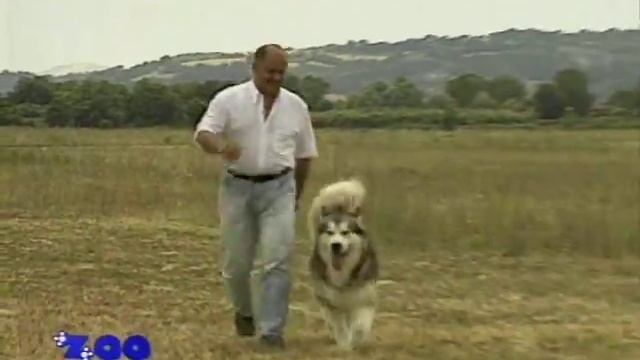 Аляскинский маламут.