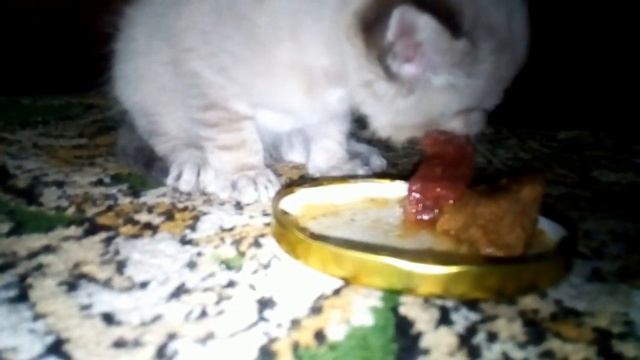 Котёнок настоящий котяра