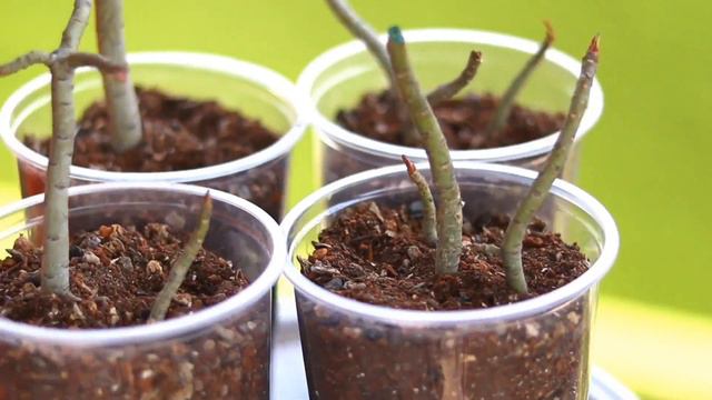 Adenium Bonsai Making From Branch Cutting смотреть онлайн