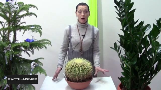 Эхинокактус или ежовый кактус Echinocactus смотреть онлайн