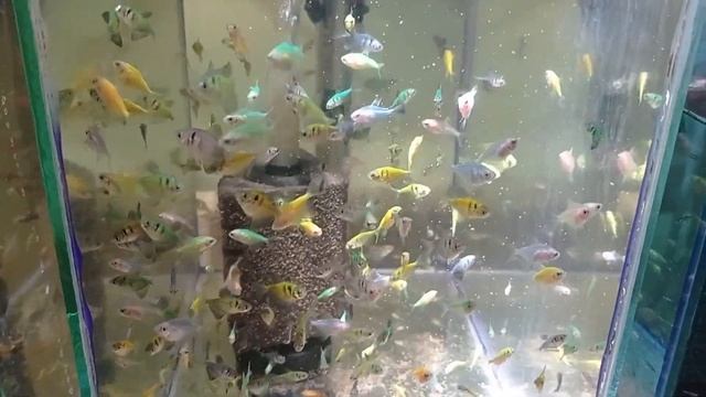 Личинка тернеции выклюнулась Немного пересадок смотреть онлайн