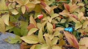 Спирея японская Файpлайт (spiraea japonica firelight) ? обзор: как сажать, саженцы спиреи Файpлайт