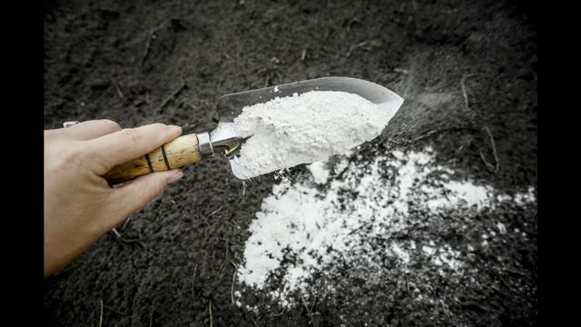 Серпула плачущая, белый домовой грибок, сверхмощные методы борьбы. смотреть онлайн