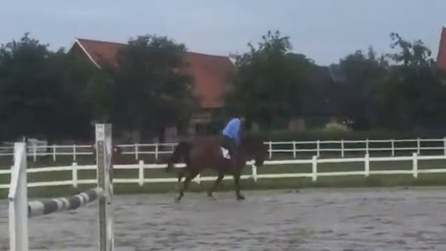 Evita High quality mare by Lordanos ..for sale смотреть онлайн