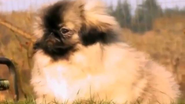 Чотири лапи. Пекінес смотреть онлайн