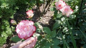 Роза флорибунда. Сорта и особенности роз флорибунда.