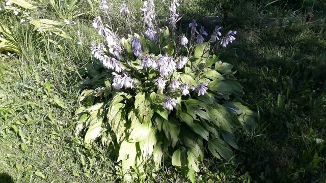 Как у нас цветут хосты