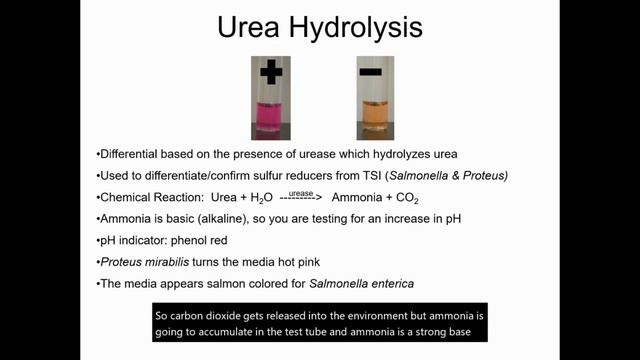 Urea Hydrolysis (Urease) смотреть онлайн