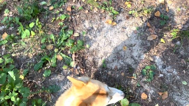 Вельш-терьер Дай лапу смотреть онлайн