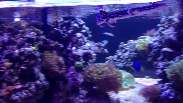 my coral cat shark in my 360g reef tank смотреть онлайн