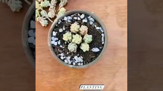 planting seculent cuties смотреть онлайн