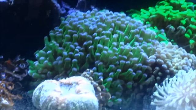 Rose Bubble tip Anemone смотреть онлайн