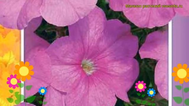 Петуния гибридная многоцветковая Серия «Горизонт» f1 лавандовая. Краткий обзор смотреть онлайн