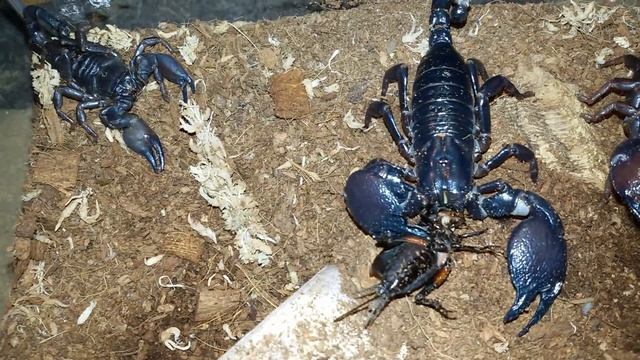 Pandinus Cavimanus Eating смотреть онлайн