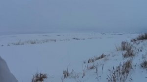 Охота на зайца русака. Сезон 2022-2023 №159.