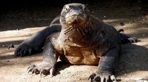 Жизнедеятельность организмов. Питание и пищеварение