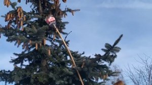 заготовка шишек Ели Голубой