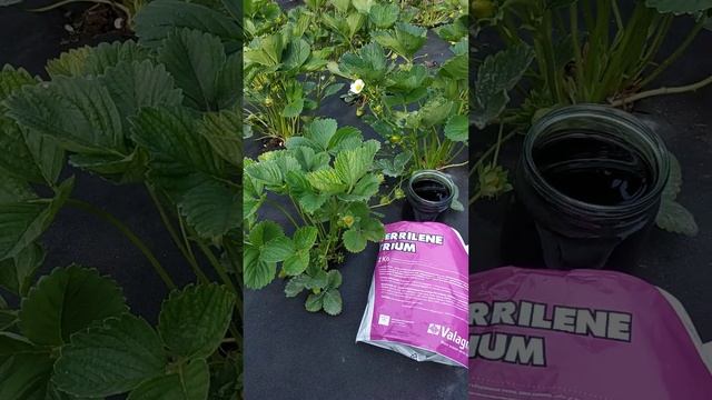 Хлороз клубники.  Устраняется легко и просто. Shorts #shorts