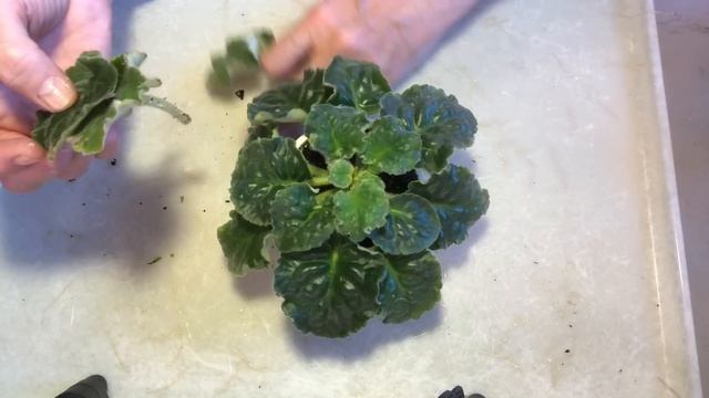 AFRICAN VIOLETS are fading ... What do I do with them. Part 1. Formation foliage. смотреть онлайн