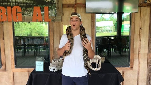 Boa vs Python | What's the difference between Constrictors, Boas, and Pythons? смотреть онлайн