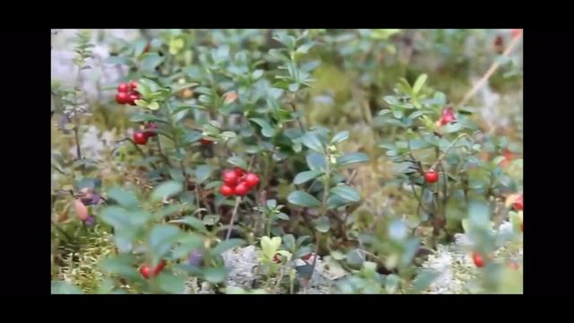 “ Счастье любит тишину». смотреть онлайн