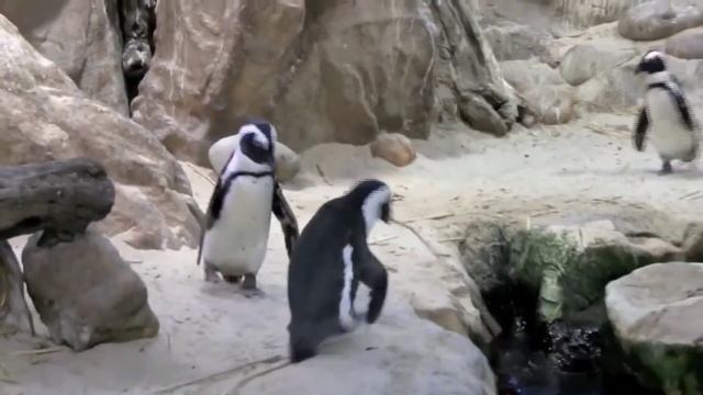 Международный день ПИНГВИНА, Степанова Н.Л. смотреть онлайн