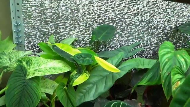 Как поживают новички и где я их покупал??? смотреть онлайн