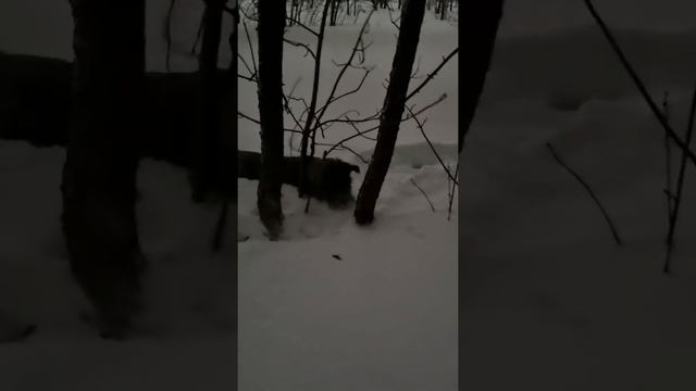 миттельшнауцер охотится на мышь смотреть онлайн