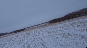 Охота на зайца с тазы. Охота с тазы. Аңшылық. Hare Hunting.